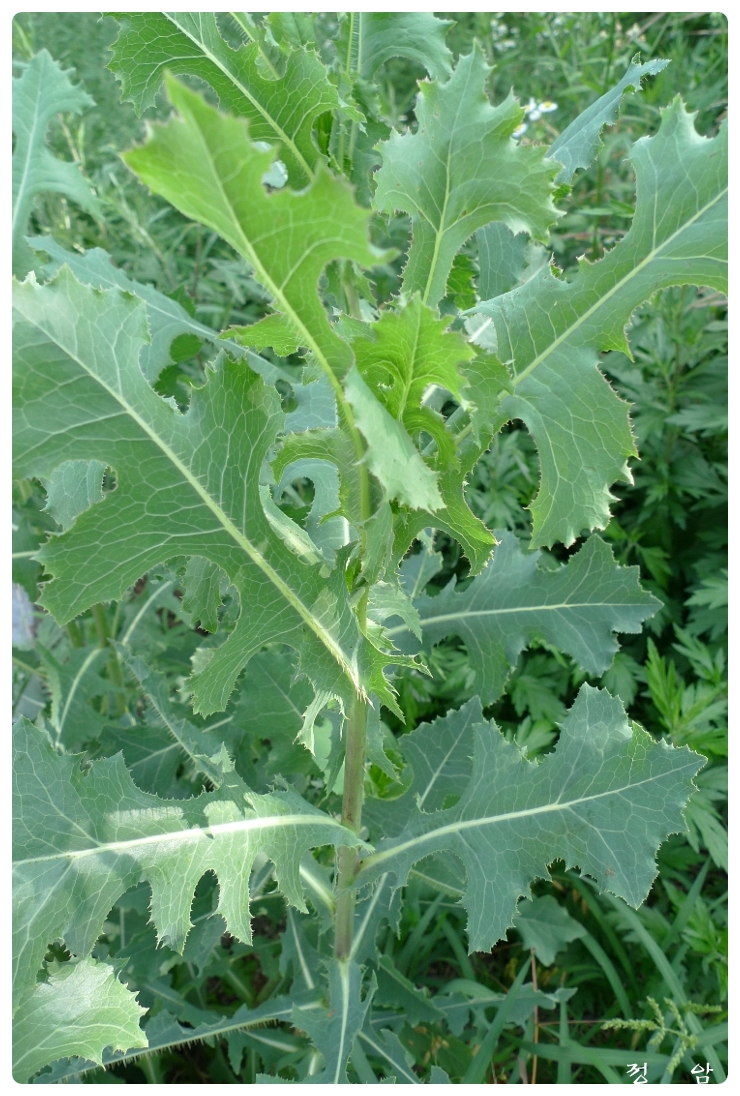 가시상추