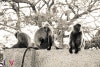 Monkey Hill Gold by Patricia Bernard Monkey Hill Gold by Patricia Bernard