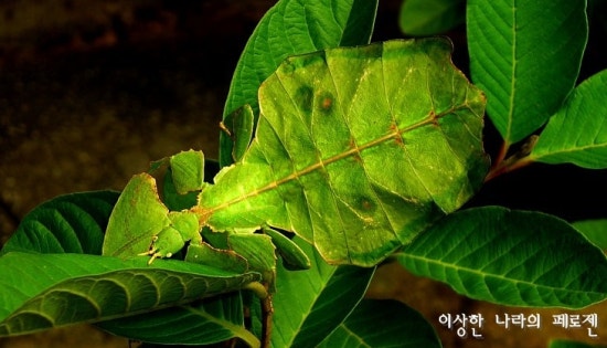 [희귀동물] 세상에서 가장 신기한 동물 곤충, 신기한사진, 왕사마귀 / 페로젠 : 네이버 블로그