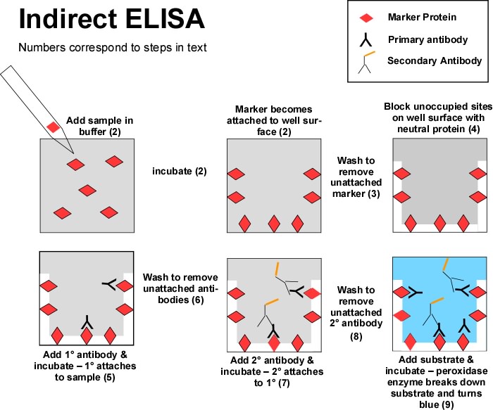 Western blot protocol thesis