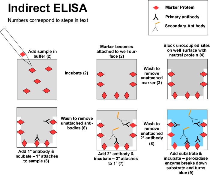 Elispot assay principle