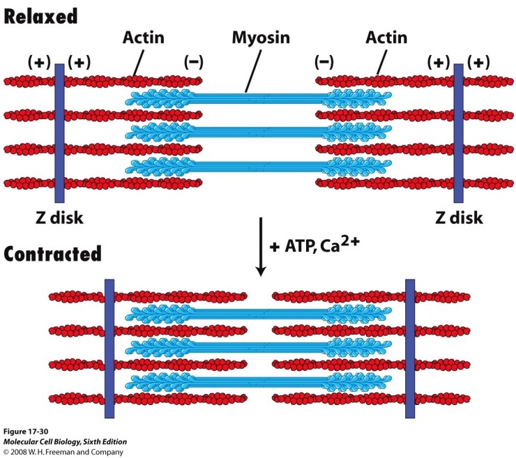 15 microfilament intermediate Filament 15-microfilament-intermediate-filament