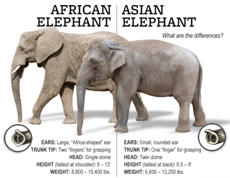 Unterschied Zwischen Mammut Und Elefant