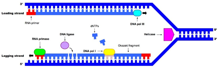 DNA 복제 : 네이버 블로그 Biology Diagrams