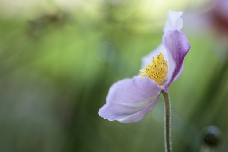 f017_wil_mijer_purpleflower_20151222.png