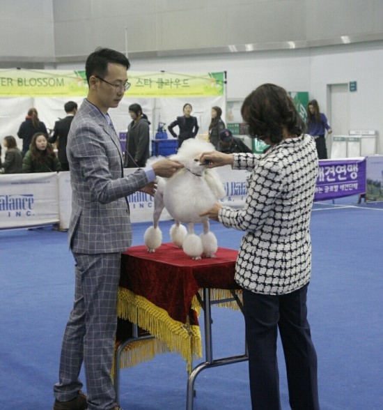 프로펫애견미용학원 이미지
