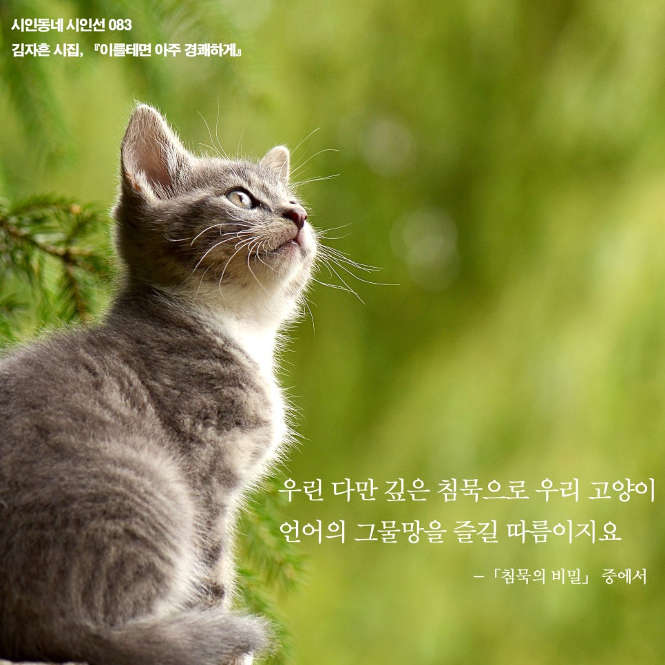 정동구제 이미지