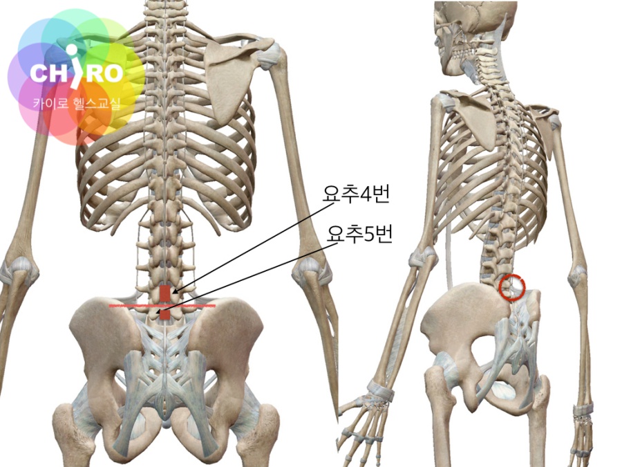 당산 교정 카이로프랙틱 스페샬 - 척추위치찾기03. 요추위치 : 네이버 블로그